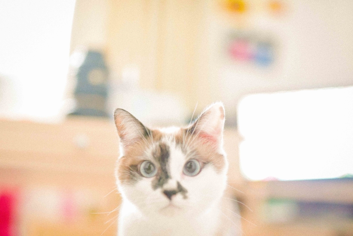 f:id:toshi0690:20190622150443j:plain f:id:toshi0690:20190622150443j:plain