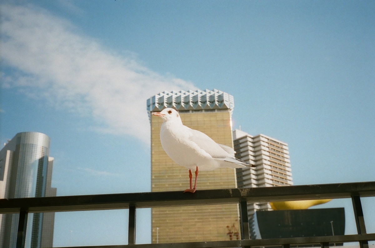 f:id:toshi0690:20200218232432j:plain