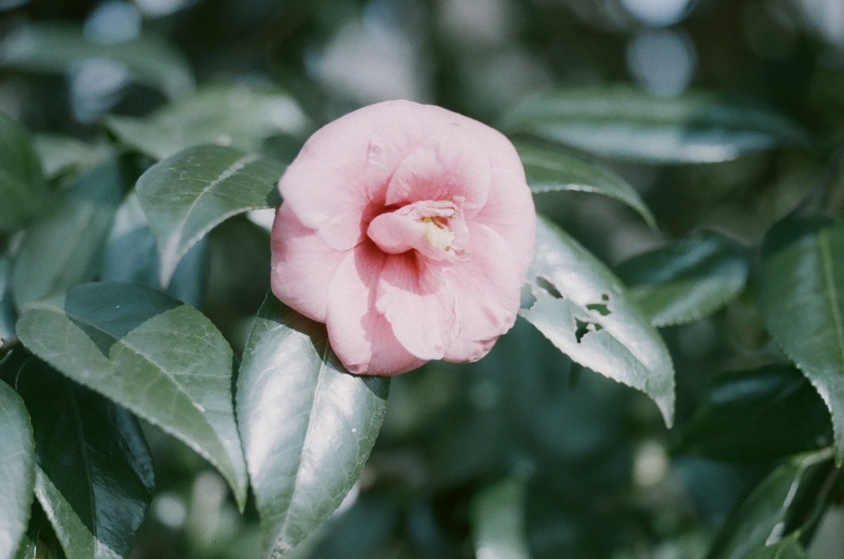 f:id:toshi0690:20200401222324j:plain