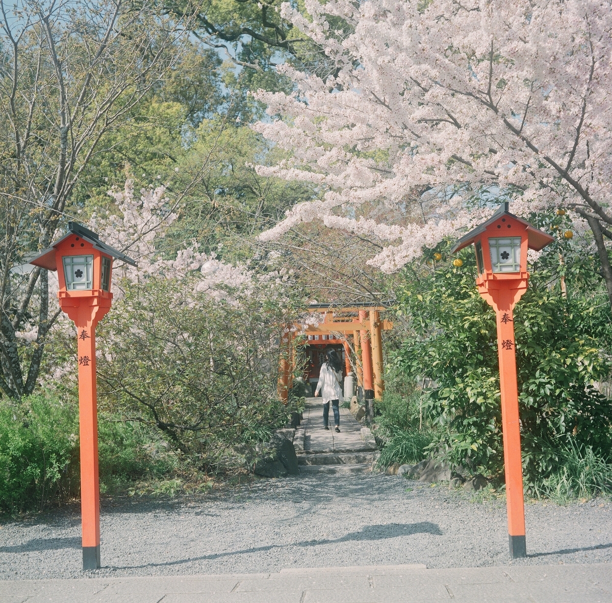 国産二眼レフ Minolta AUTOCORD のファーストロール（作例有り