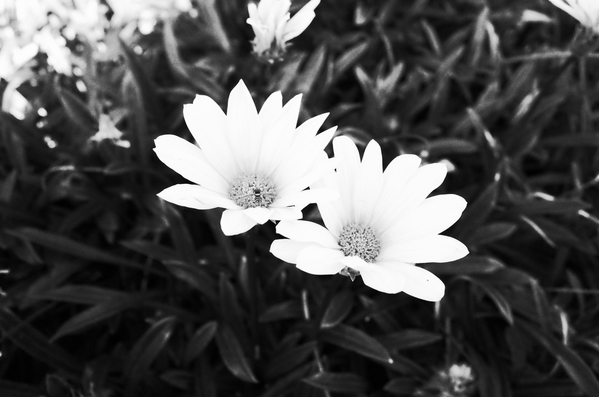 RICOH GR2のハイコントラスト白黒で撮影した街のモノクロ写真