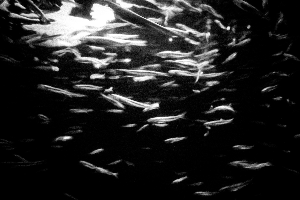 光の中を泳ぐ魚群