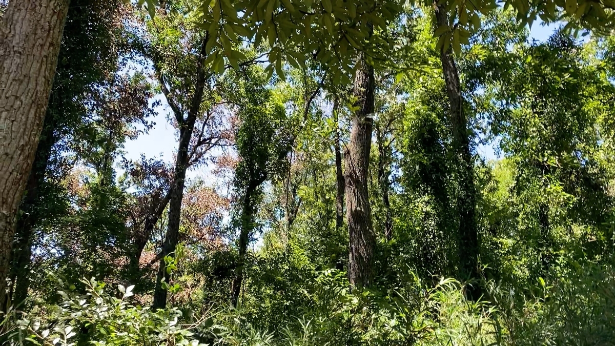 兄の買った山で自分の遊び場を作る