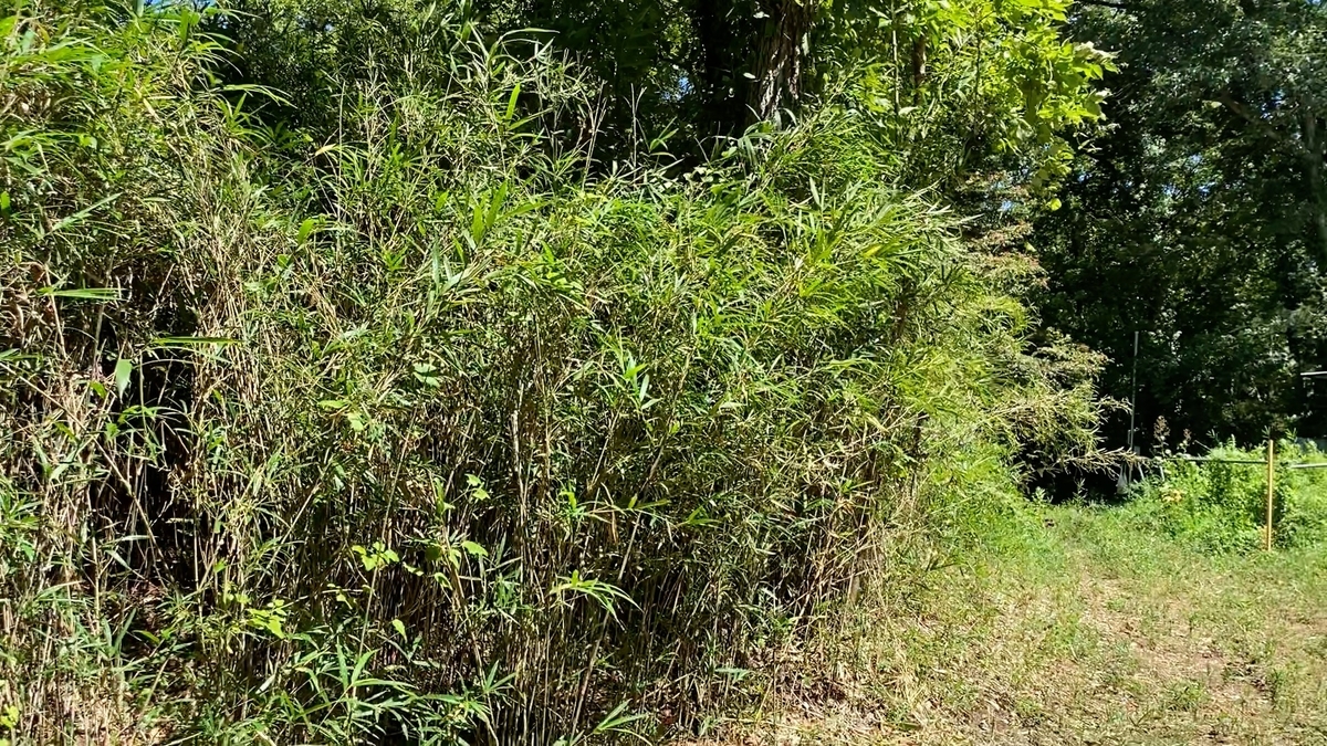 兄の買った山で自分の遊び場を作る