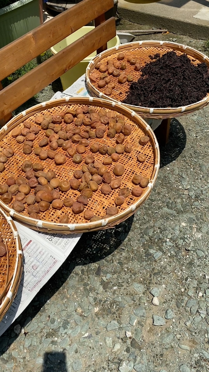 梅干し 干し方 簡単 美味しい #Shorts 