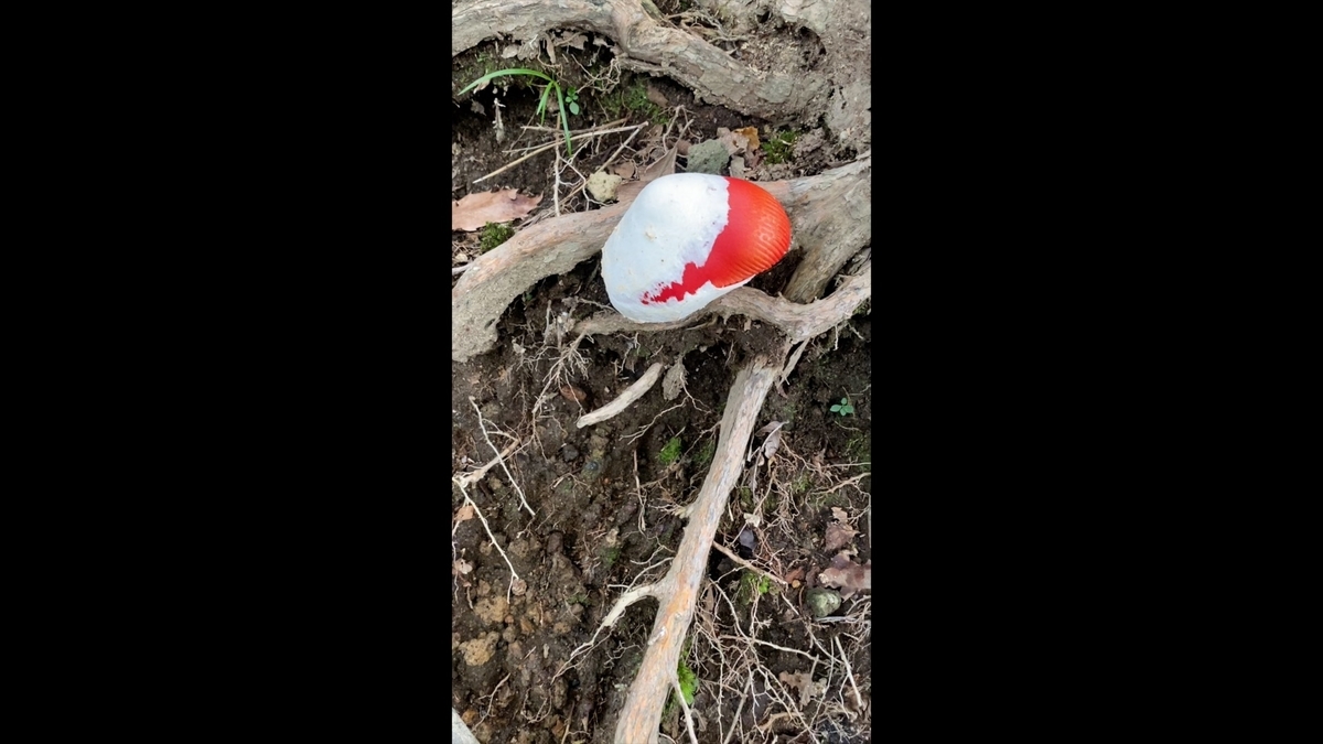 各地でキノコが大量発生！大雨が原因？！