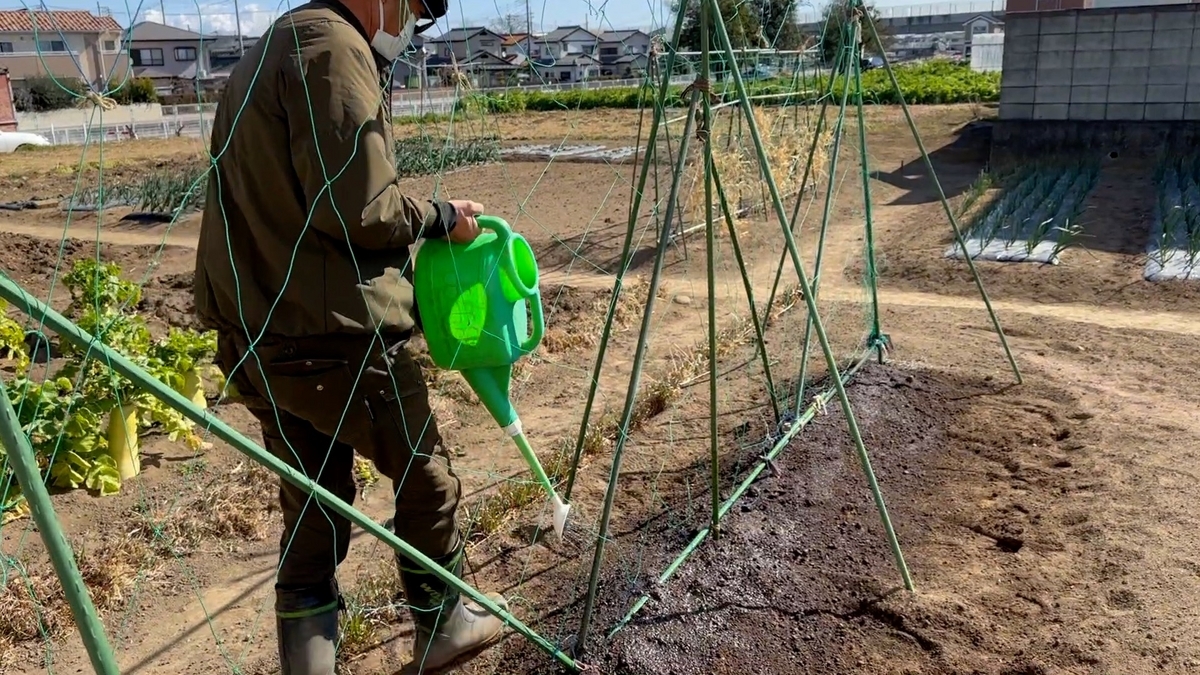 スナップエンドウの育て方！種まき〜水やり