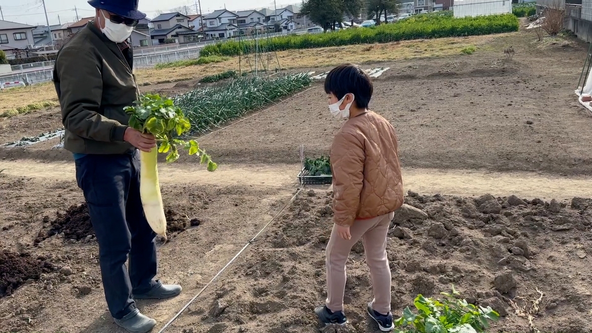 大根とカブの収穫