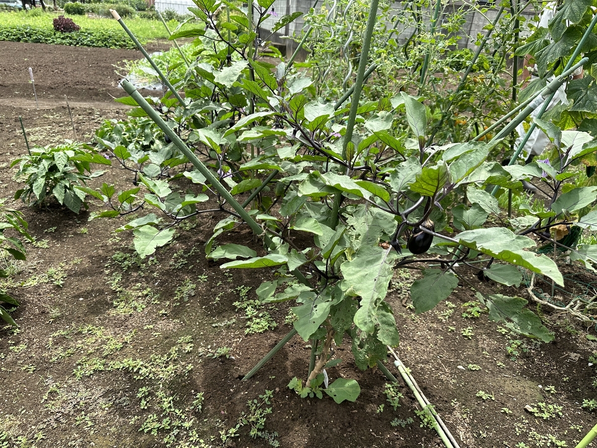 【家庭菜園】おかんとナスの収穫