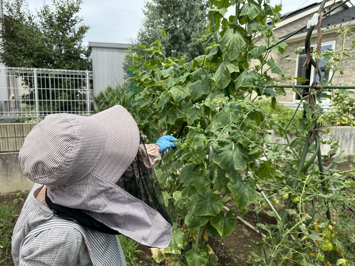 【家庭菜園】おかんときゅうりの収穫