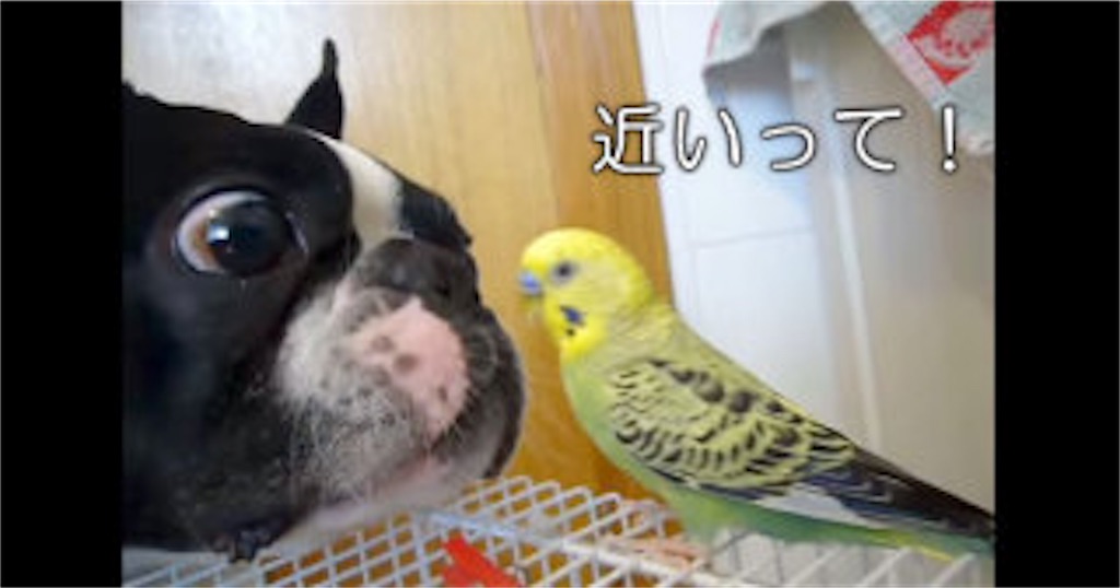 f:id:toshi9453:20190414171301j:image
