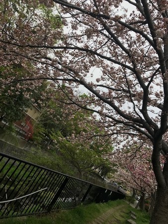 f:id:toshiaki_yamai:20190417172649j:plain