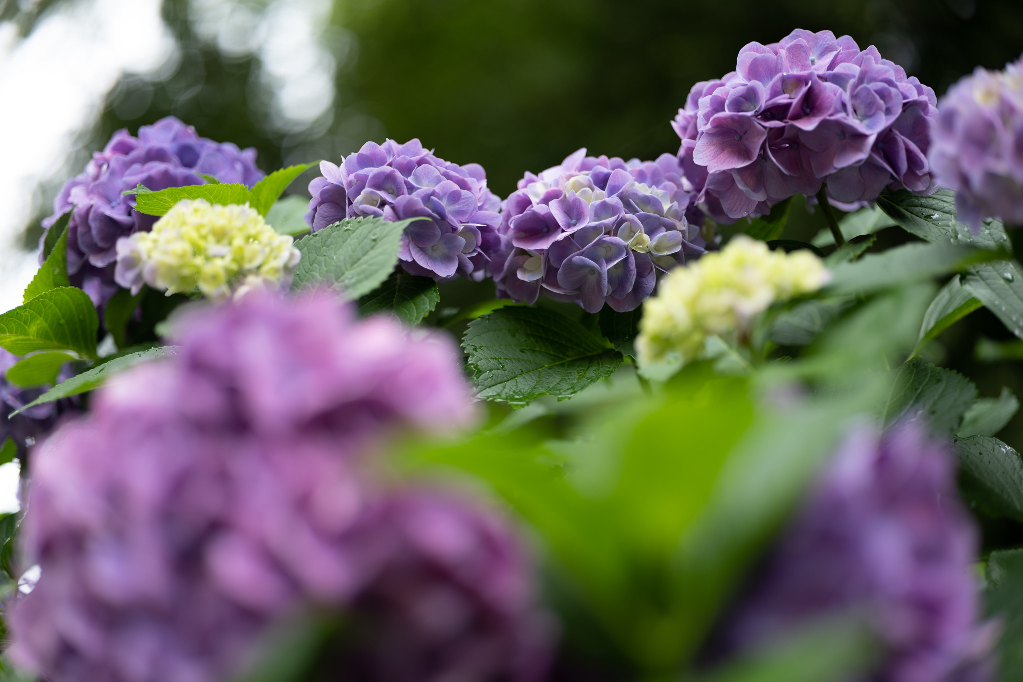 紫陽花