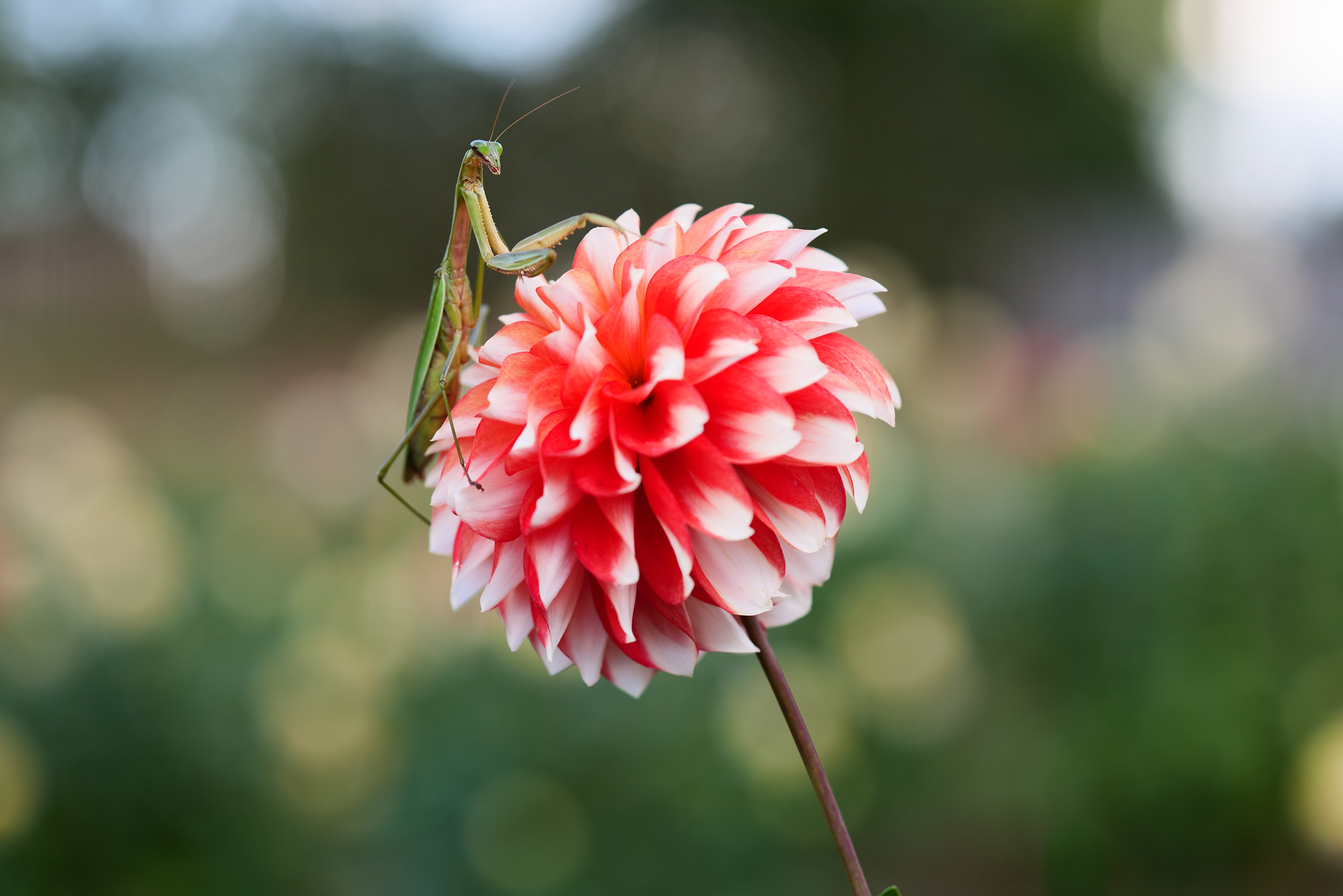 ダリアとカマキリ