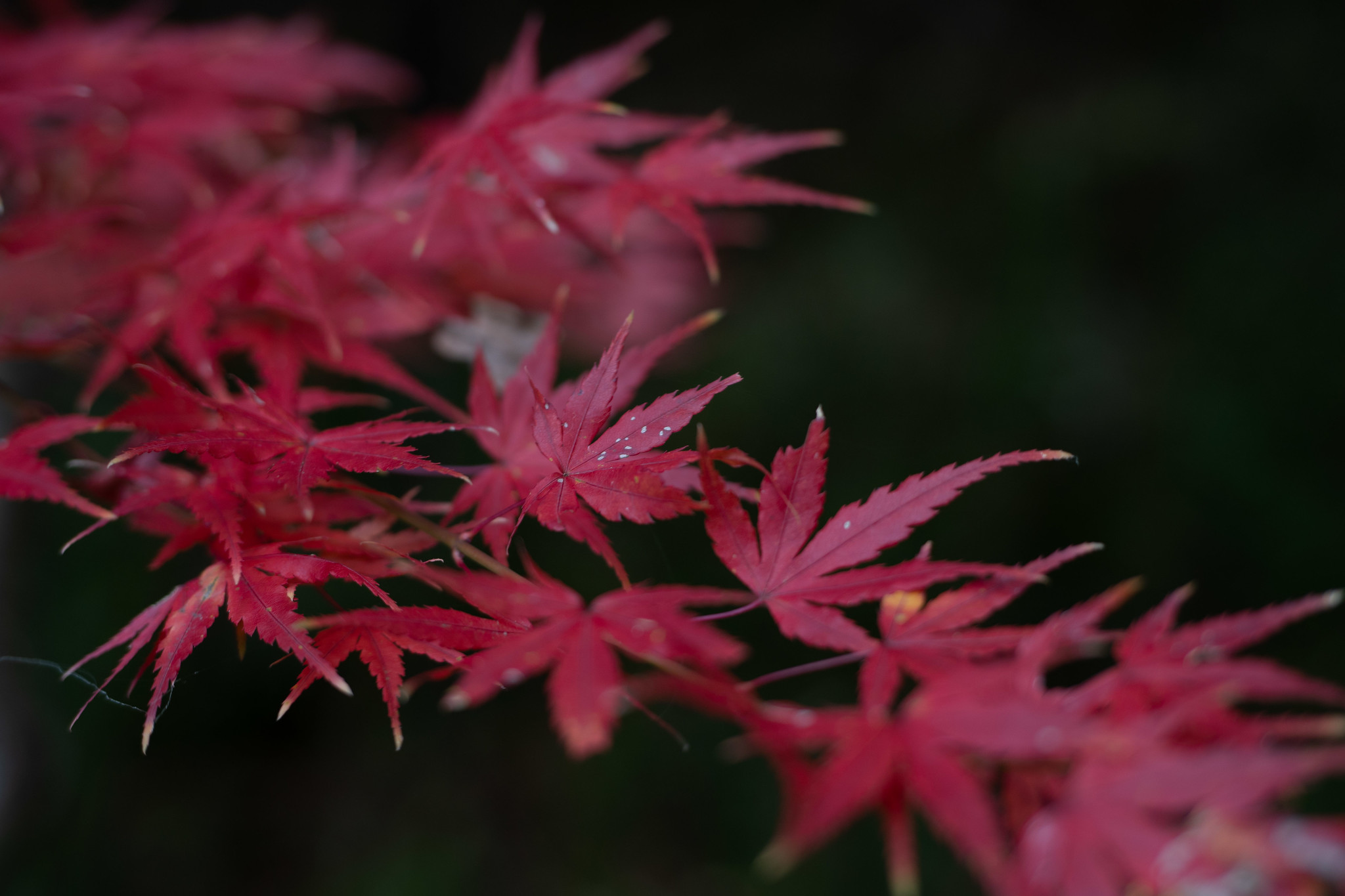 紅葉