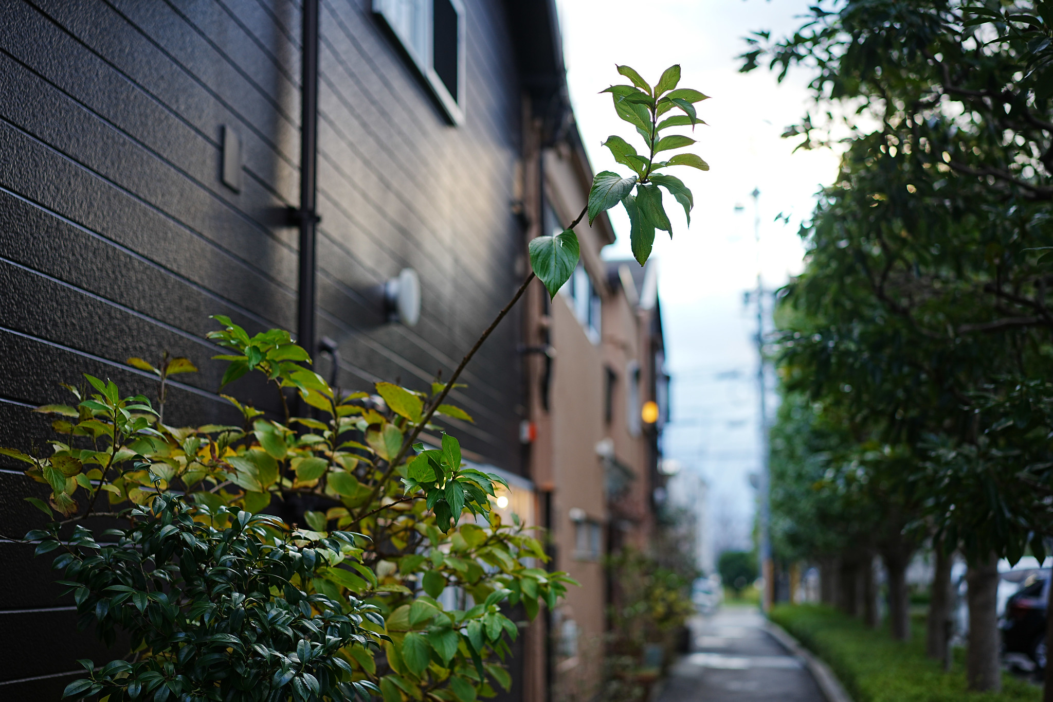 木の葉