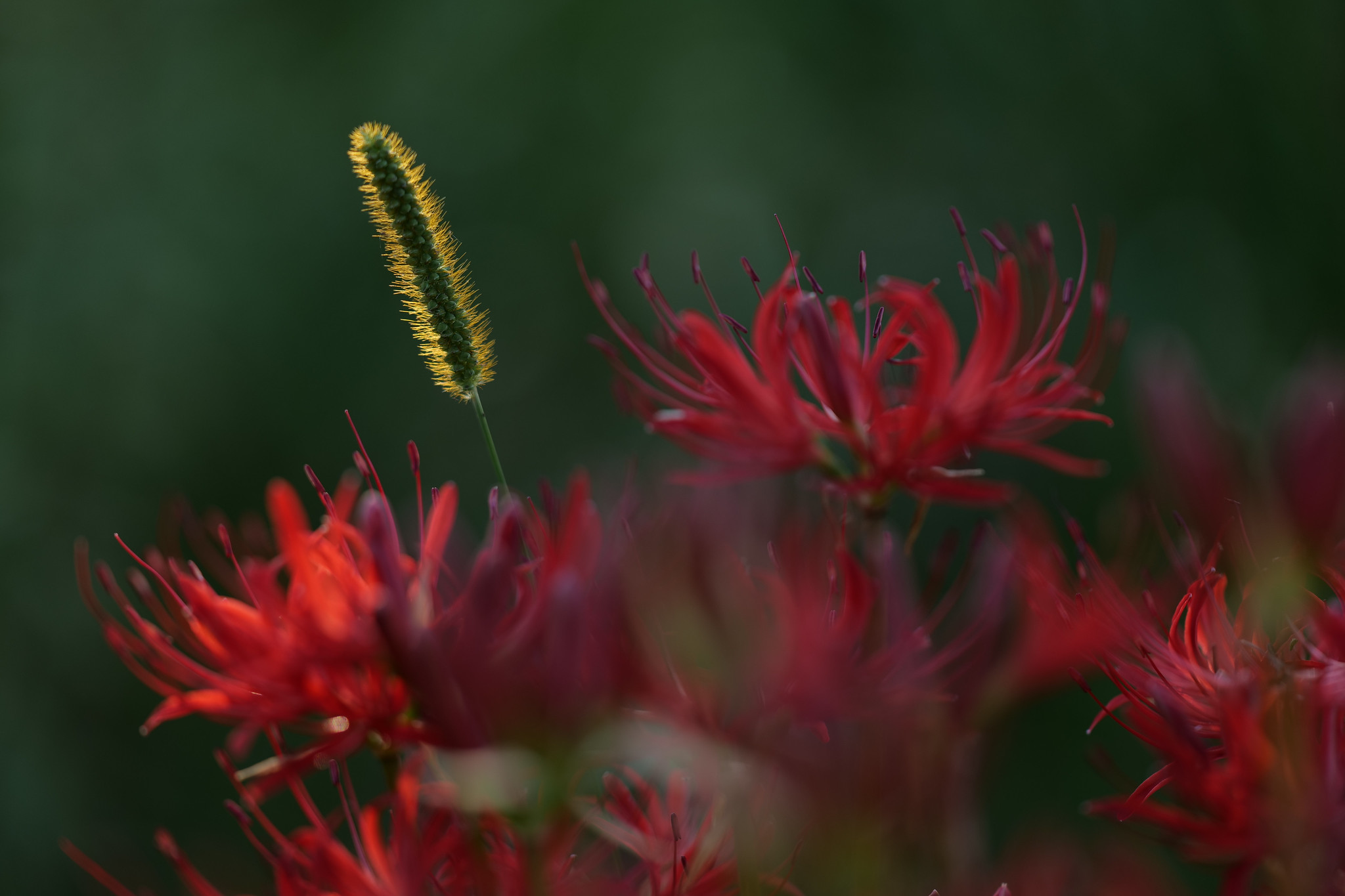 草