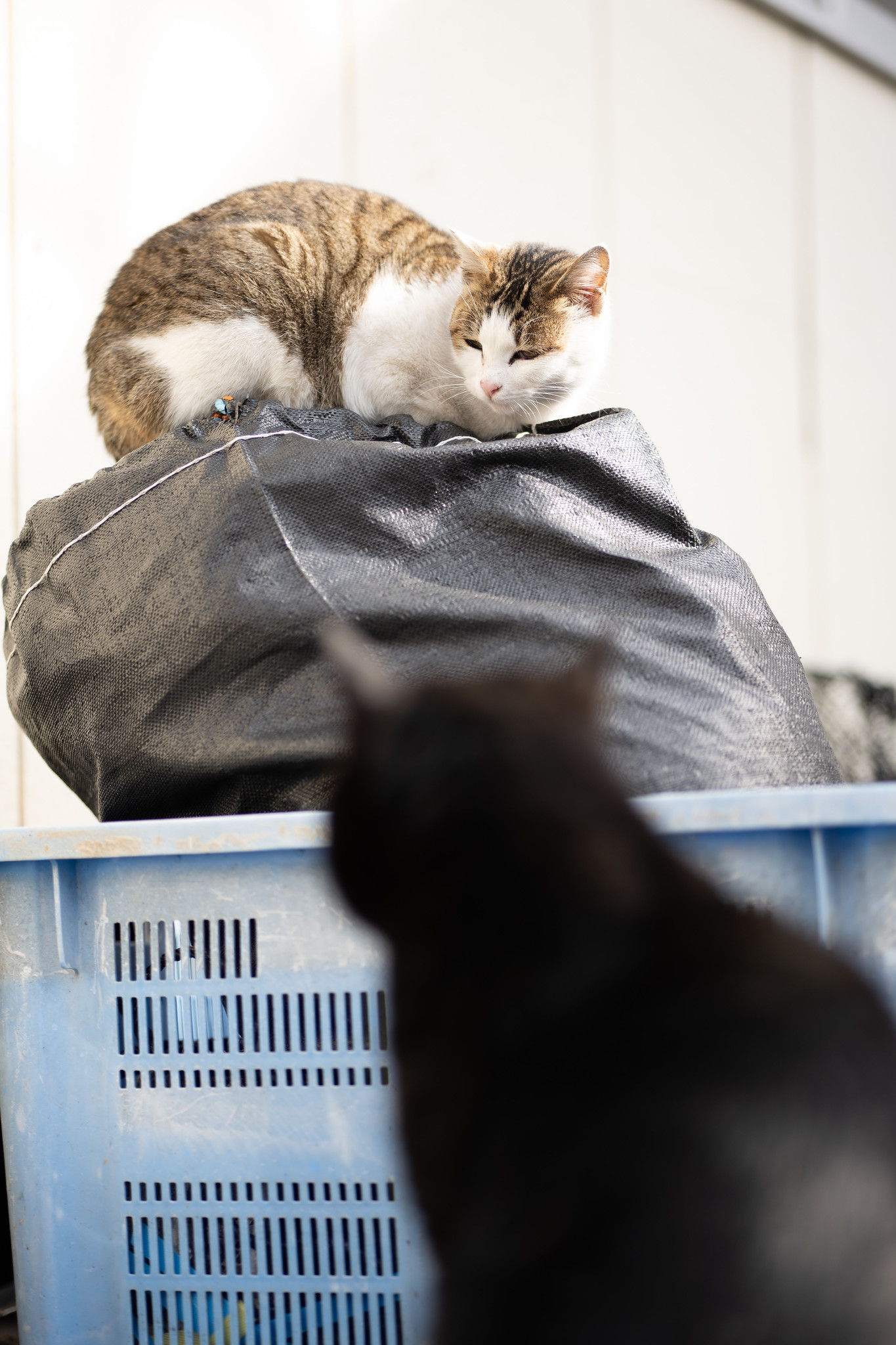 睨み合う猫