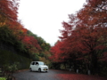 京都新聞写真コンテスト　車ともみじ