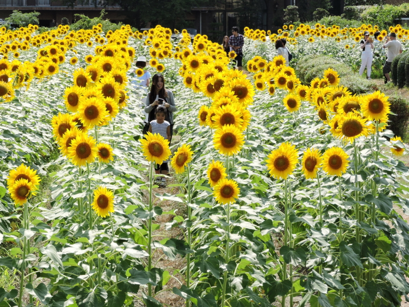 京都新聞写真コンテスト　花に抱かれ