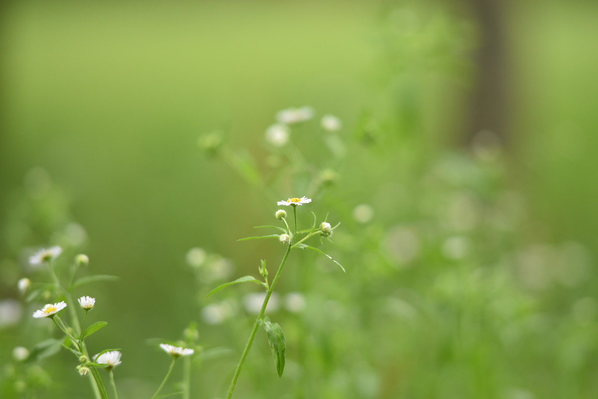 f:id:toshihiko-w:20210619204640j:plain