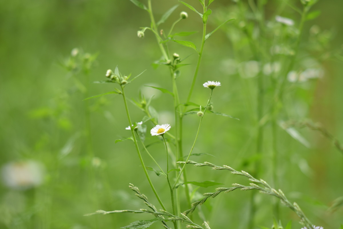 f:id:toshihiko-w:20210619210101j:plain