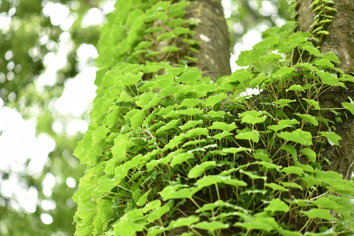 f:id:toshihiko-w:20210619210657j:plain