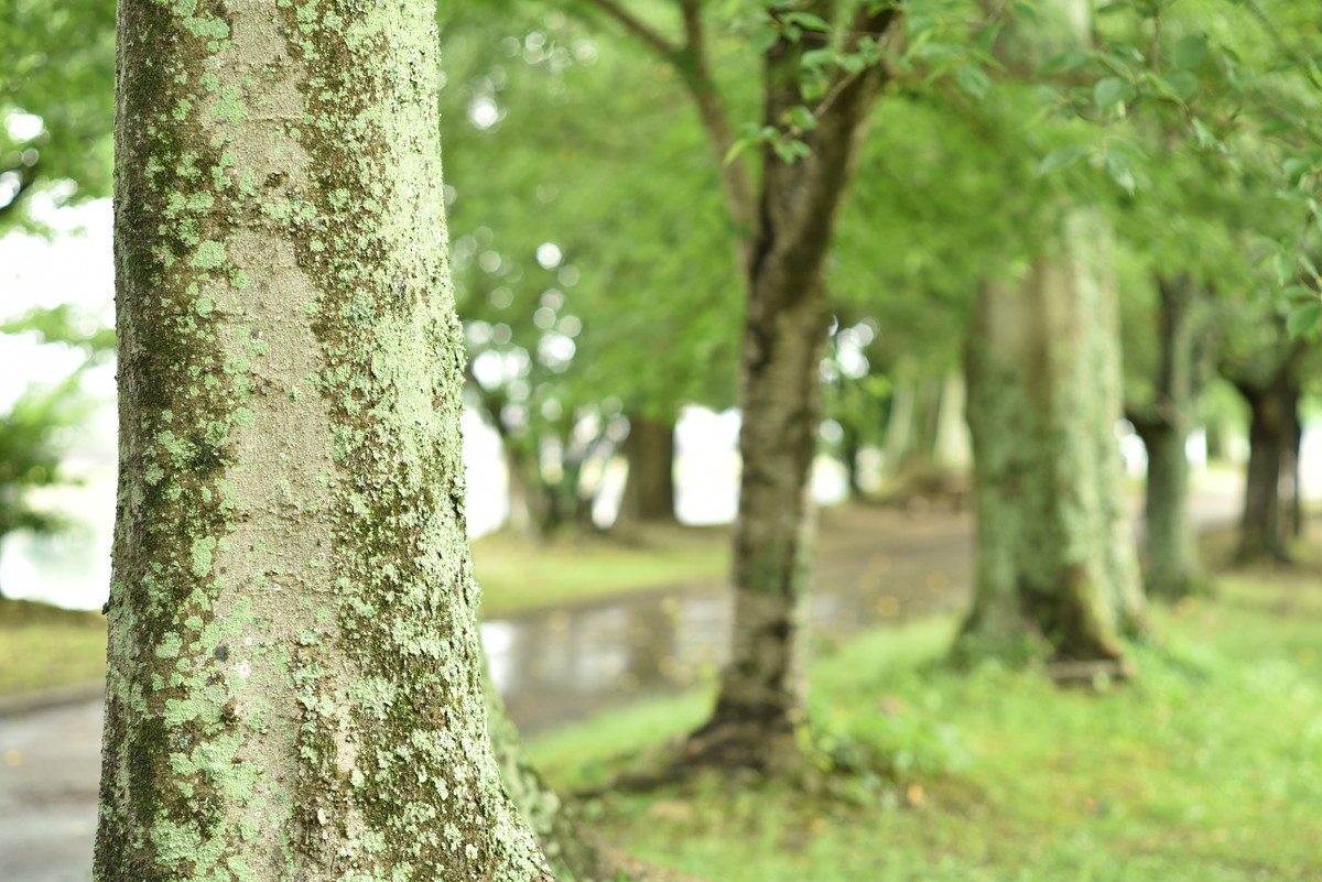 f:id:toshihiko-w:20210619212007j:plain