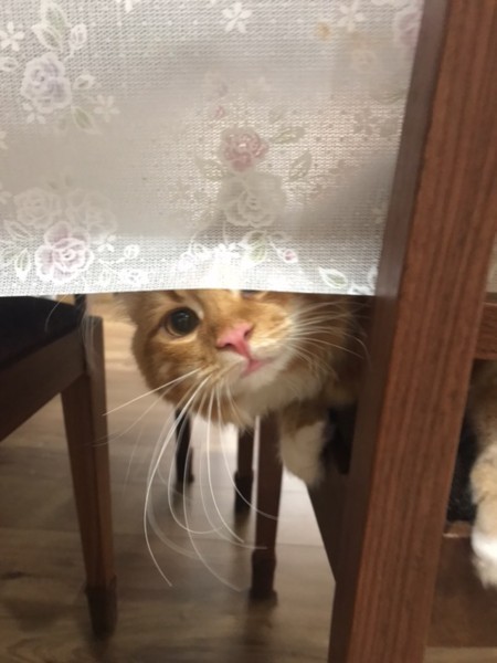 f:id:toshii2008:20180721181852j:image