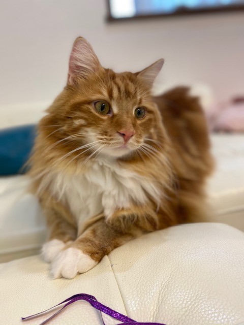 f:id:toshii2008:20201201161249j:plain