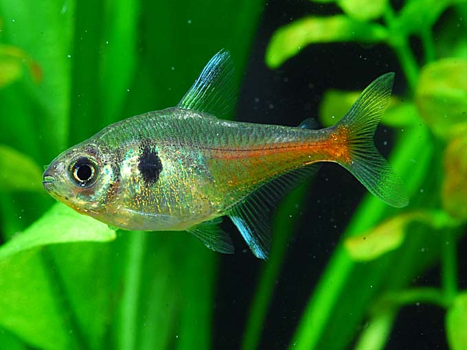 f:id:toshiki0814:20190908170413j:plain