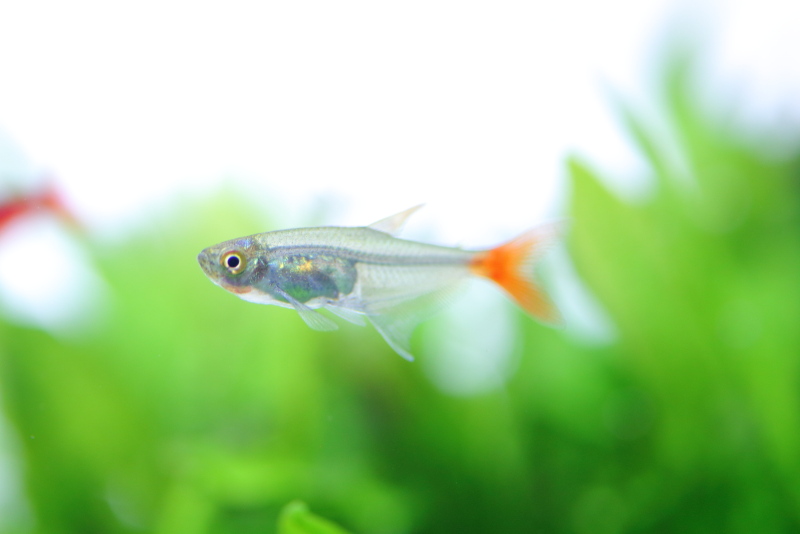 f:id:toshiki0814:20190908170430j:plain