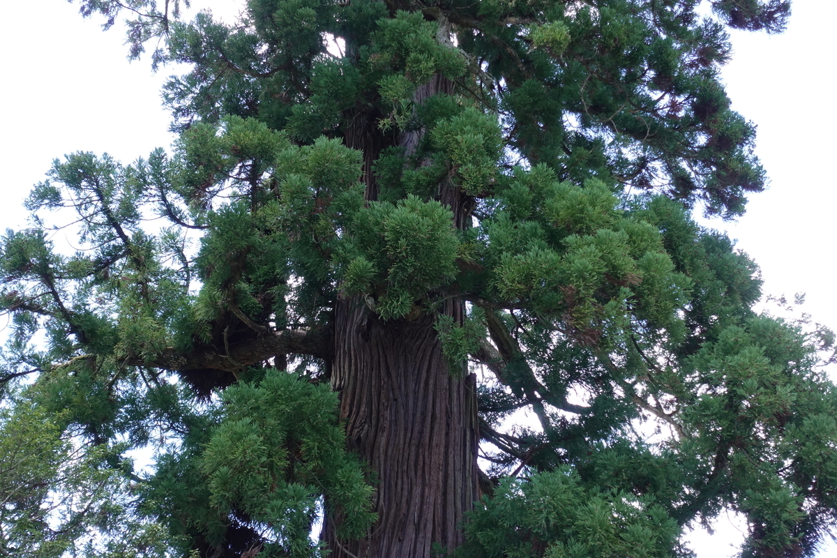 f:id:toshikida:20190711113937j:plain