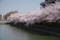 岡崎疎水５