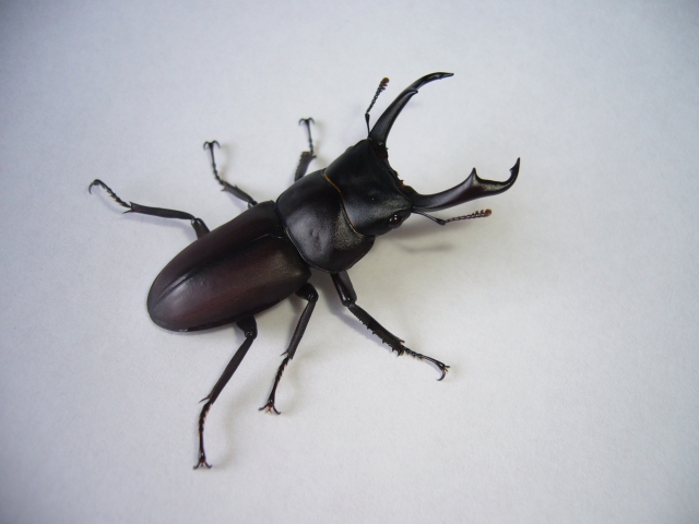 f:id:toshinan:20170613221428j:plain