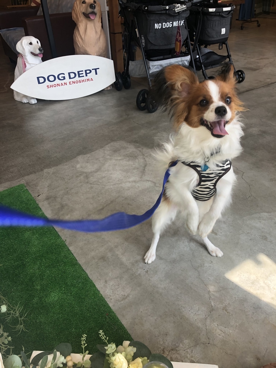 f:id:toshino_bakeinu:20200906134008j:plain