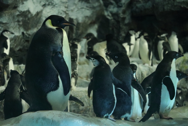 コウテイペンギン