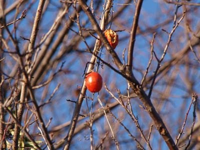 f:id:tosibo3:20111211145251j:image