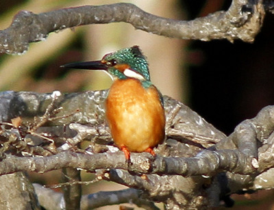 f:id:tosibo3:20111224145449j:image f:id:tosibo3:20111224145449j:image