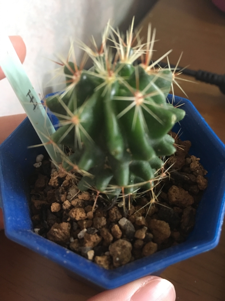 f:id:tositosiopp4:20180630143827j:plain