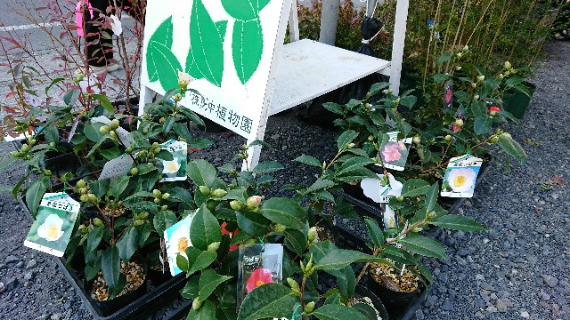 f:id:tosshii-plants:20171203185254j:image