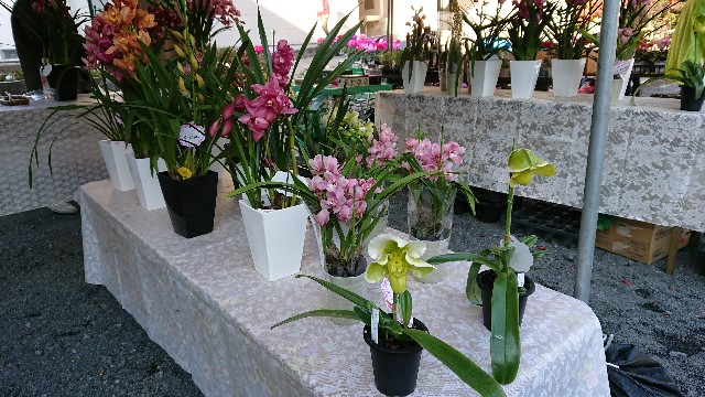 f:id:tosshii-plants:20171203185329j:image