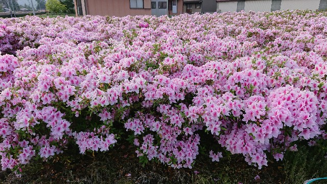 f:id:tosshii-plants:20180502000947j:image