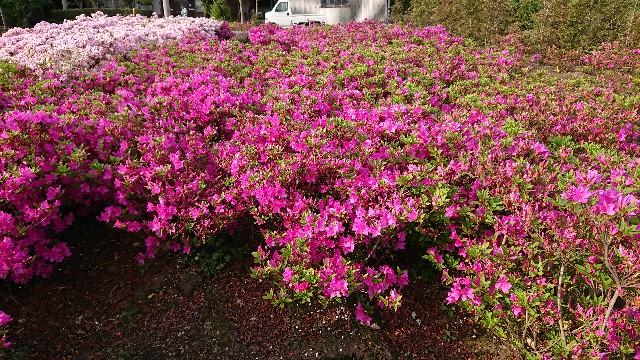 f:id:tosshii-plants:20180503230457j:image