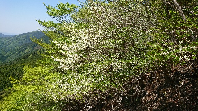 f:id:tosshii-plants:20180509092343j:image