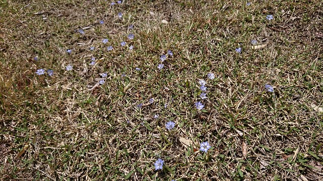 f:id:tosshii-plants:20180510200957j:image