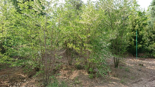 f:id:tosshii-plants:20180523201321j:image