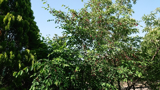 f:id:tosshii-plants:20180530215620j:image
