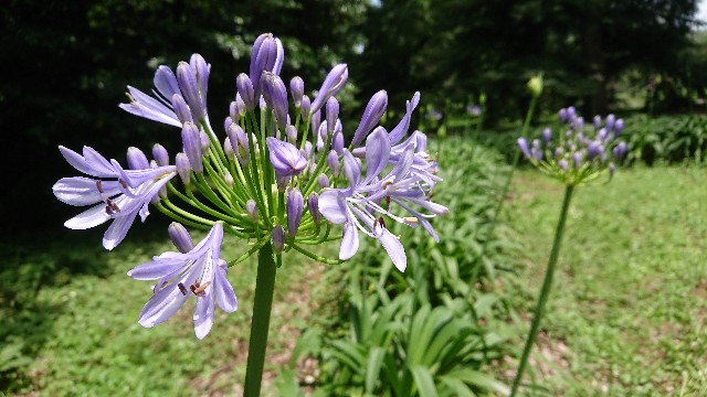 f:id:tosshii-plants:20180628204345j:image