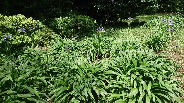 f:id:tosshii-plants:20180628204414j:image